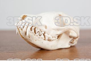 Skull photo reference 0006